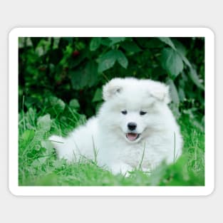 Samoyed puppies portrait Sticker